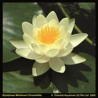 Nymphaea marl. Chromatella
