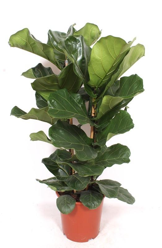 Picture of Ficus lyrata 2 PP P27 100CM