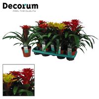 Guzmania Squarosa in varieties