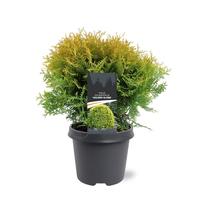 Thuja occ.Golden Globe