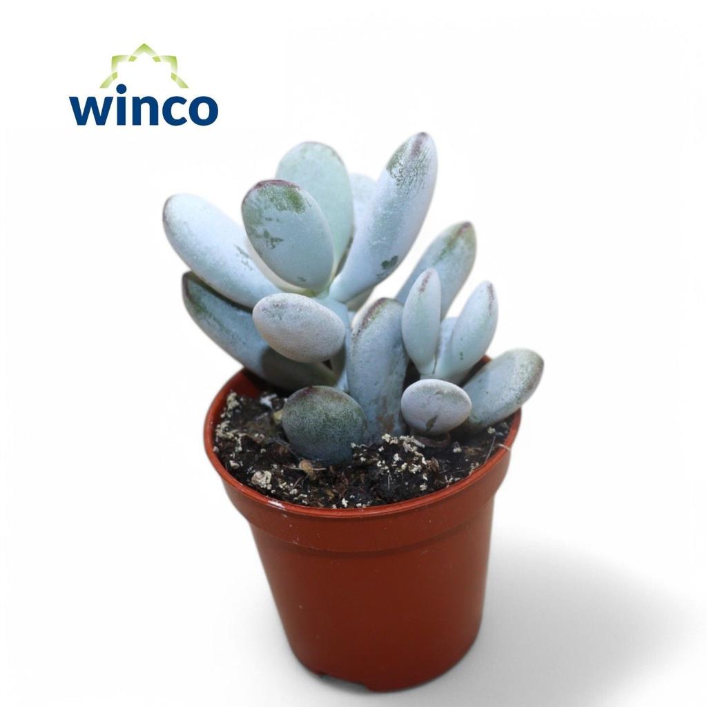 Picture of Cotyledon Orbiculata Higginsiae P5.5 14CM