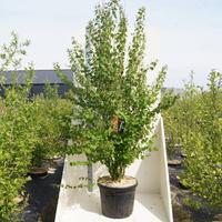 Cercidiphyllum japonicum