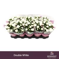 Chrysant Brave