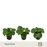 Pilea peperomioides Bambino