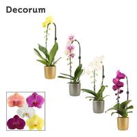 Phalaenopsis hybrid in varieties cascade in Gabriël (Deco-collection)