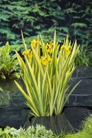Iris pseudacorus Variegata