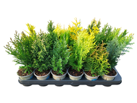 Coniferen in varieties
