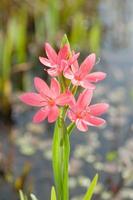 Schizostylis coccinea Mrs Hegarty