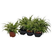 Chlorophytum Com Vittatum