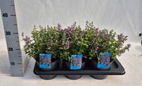 Nepeta faas. Purssian Blue