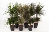 Dracaena 45-carrousel in varieties