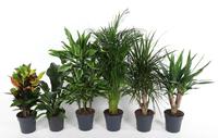 Houseplants in varieties