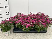 Chrysant Gardenmum purple