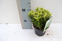 Euonymus jap. Microphyllus Aureo Gold