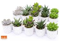 SuPure® - Succulent mix in Stockholm 7 UK - NON CITES