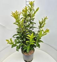 Prunus l. Novita