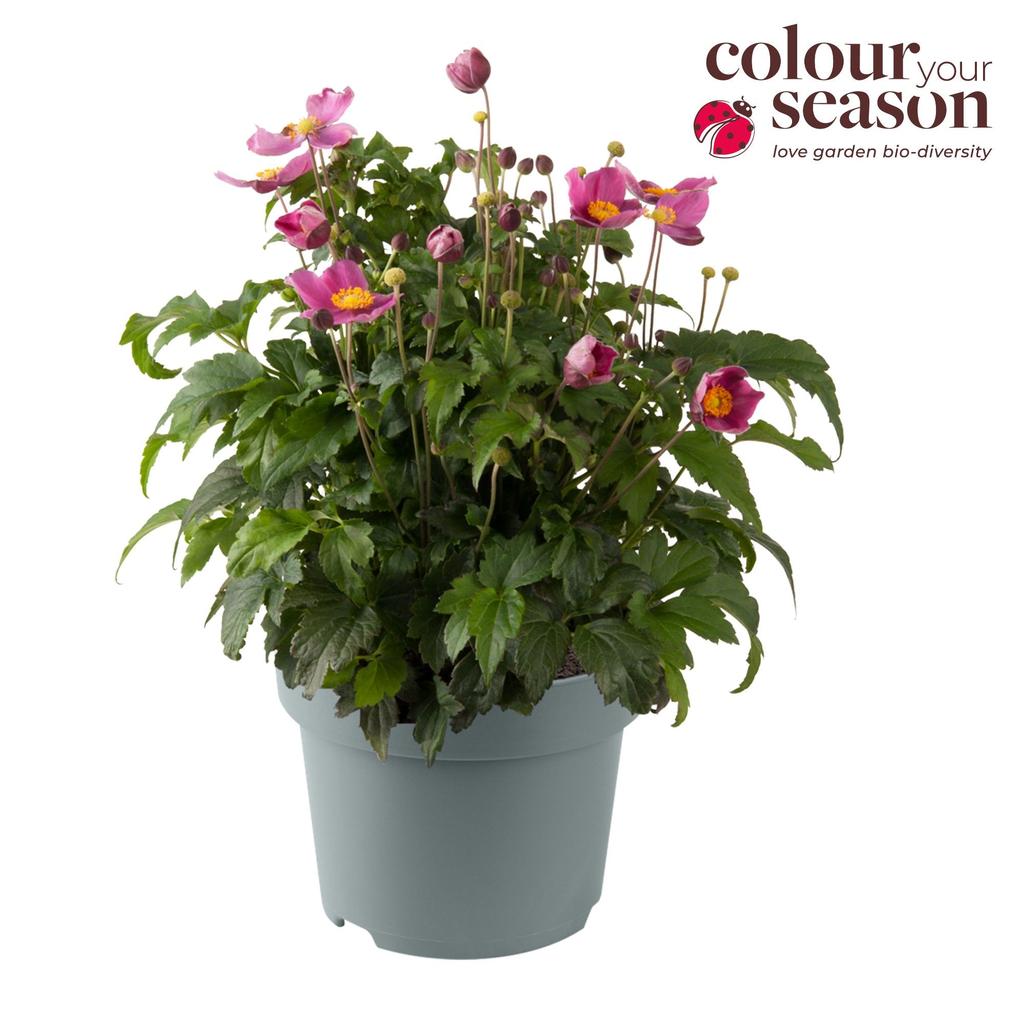 Obrazek Anemone hup. Emmy P19 (3 Ltr)