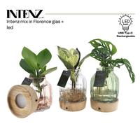 Hydroponic Intenz varieties in Florence glass + LED