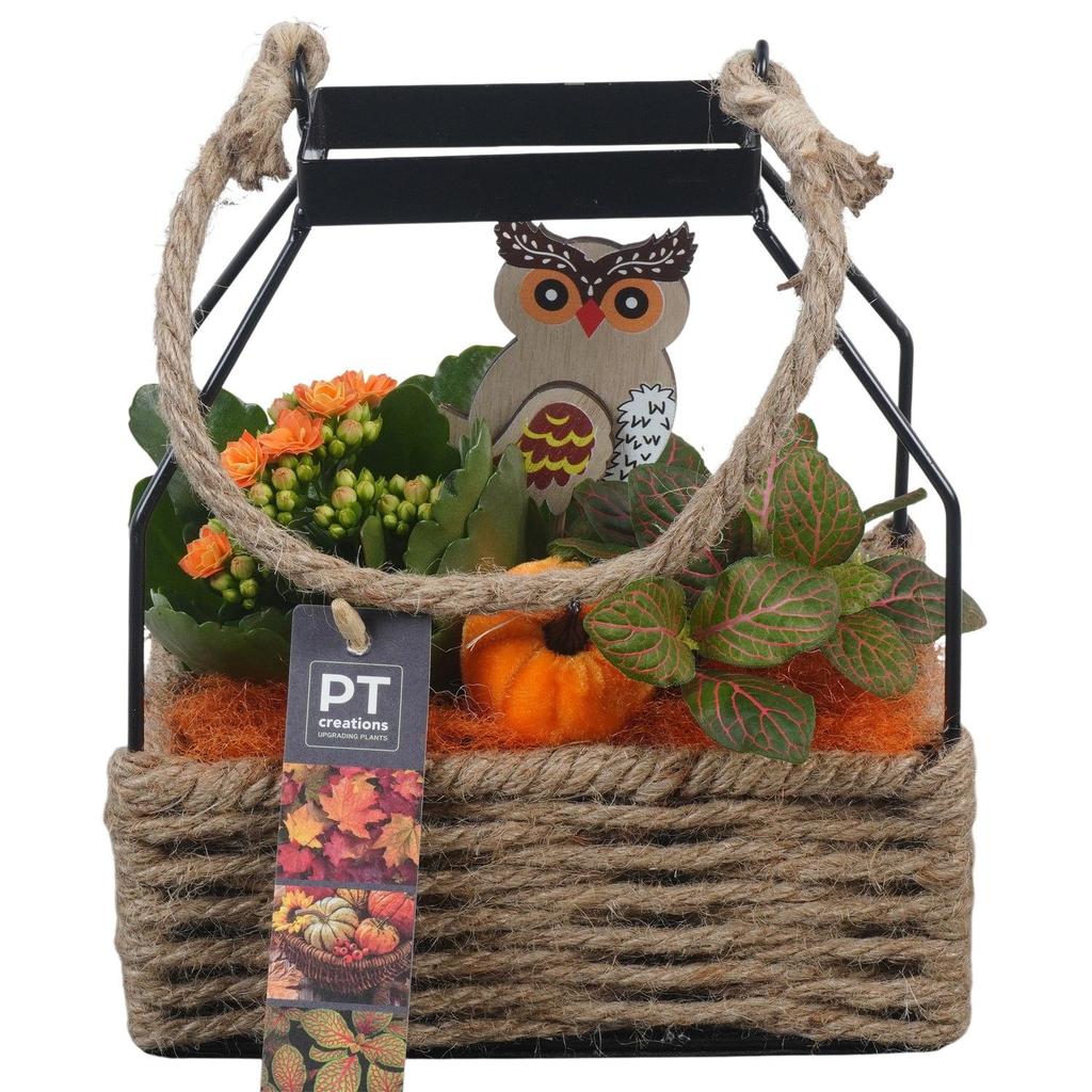 Picture of PTHI5448 Arrangement Autumn Indoor in rope-metal basket P18 23cm