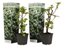 Hydrangea ano. petiolaris