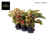 Aglaonema Exclusive varieties
