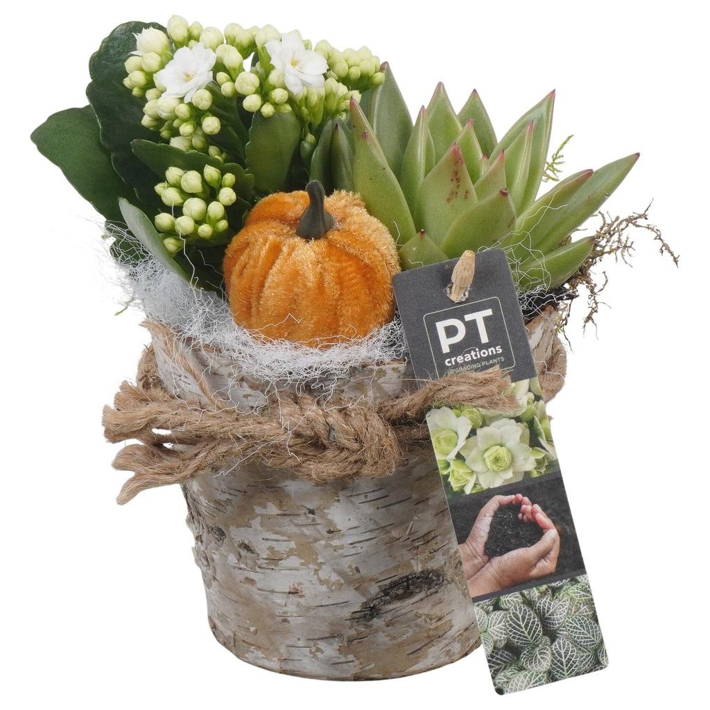 Picture of PTHI5475 Arrangement Autumn indoor in wooden pot P14 18cm