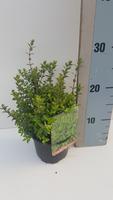 Lonicera nit. Elegant