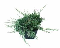 Juniperus hor. Wiltonii