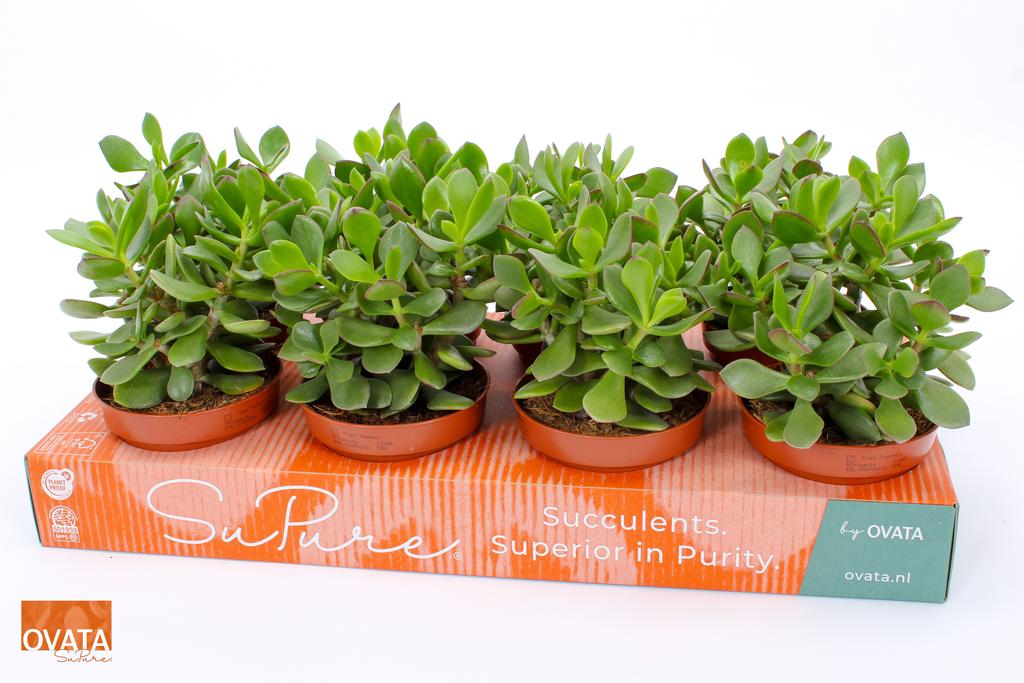 Image de Crassula minova magic P12 15CM
