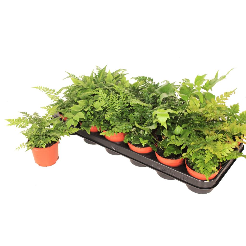 Picture of Ferns in varieties Outdoor! P8.5 20CM