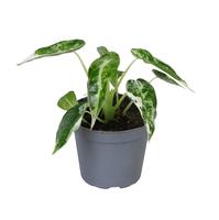 Alocasia Baby Green Variegated