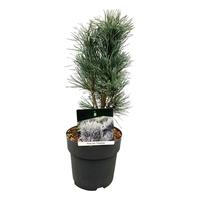 Pinus sylv. Fastigiata