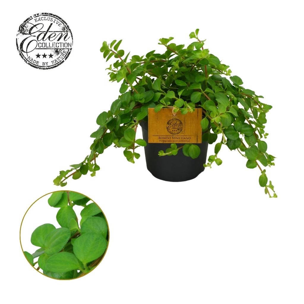 Picture of Peperomia rotundifolia P10.5 15CM