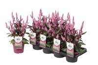 Celosia Wild Pink (Gardenplant)