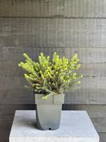 Picea omorika Karel
