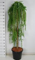 Larix kaempf. Stiff Weeper