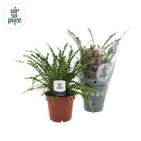 Nephrolepis Duffii INDOOR