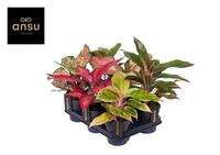 Aglaonema Colour varieties