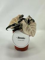 Alocasia Black Velvet Pink Variegata