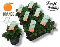 Pelargonium (Geranium) Fresh&Fruity Orange Fresh