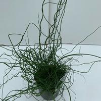Juncus eff. Spiralis