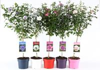 Hibiscus in varieties