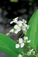 Sagittaria graminea
