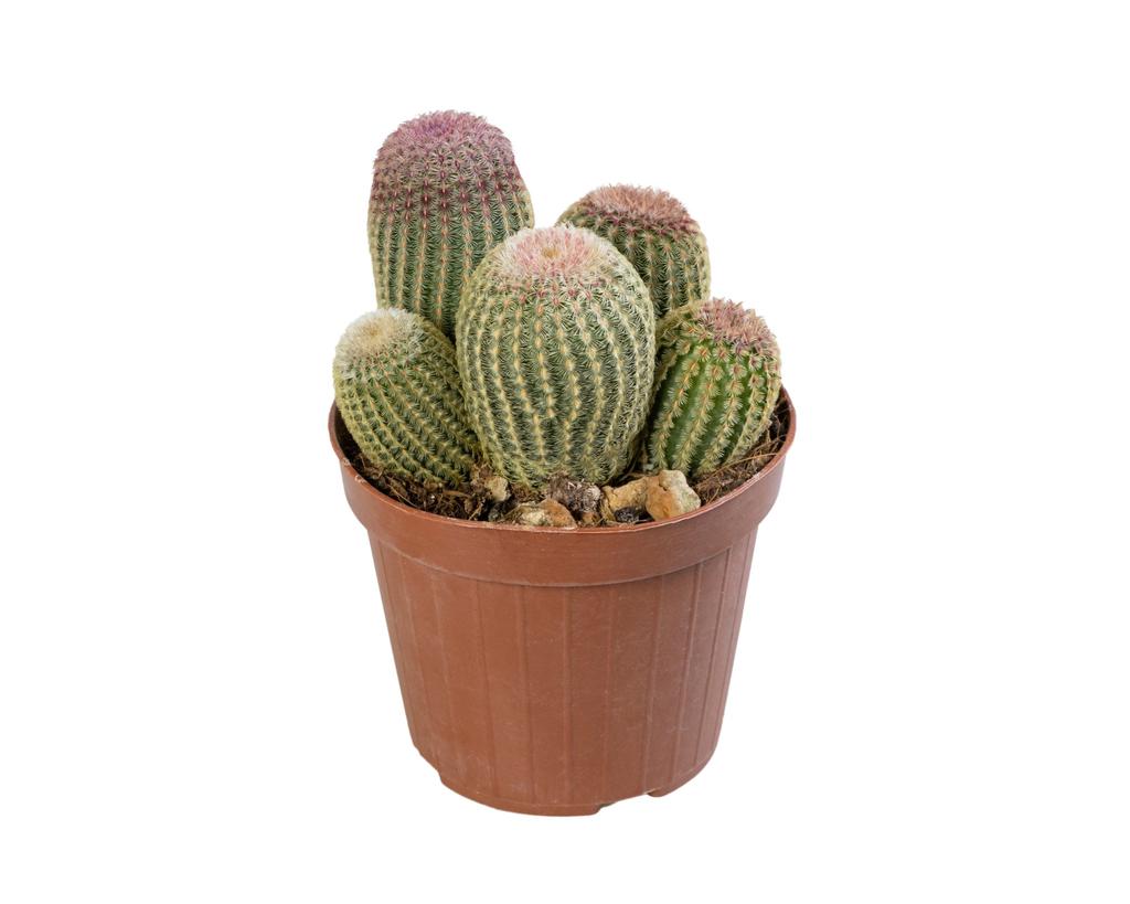 Picture of Echinocereus Pectinatus Group P12 30CM