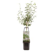 Pyrus com. Doyenne de Comice - Wonder Tree