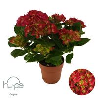 Hydrangea Mophead Red 7+ Hy-pe Original (INDOOR)