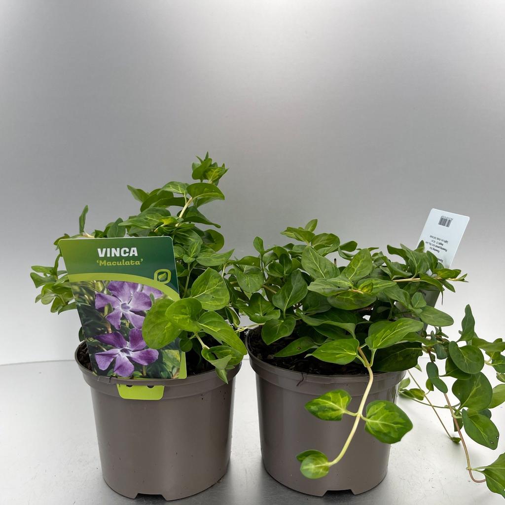 Picture of Vinca major Maculata P17 (2 Ltr)