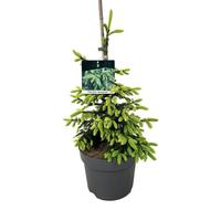Picea orientalis Aureospicata