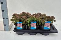 Sedum Sunsparkler Lime zinger