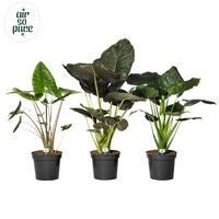 Alocasia in varieties XXL